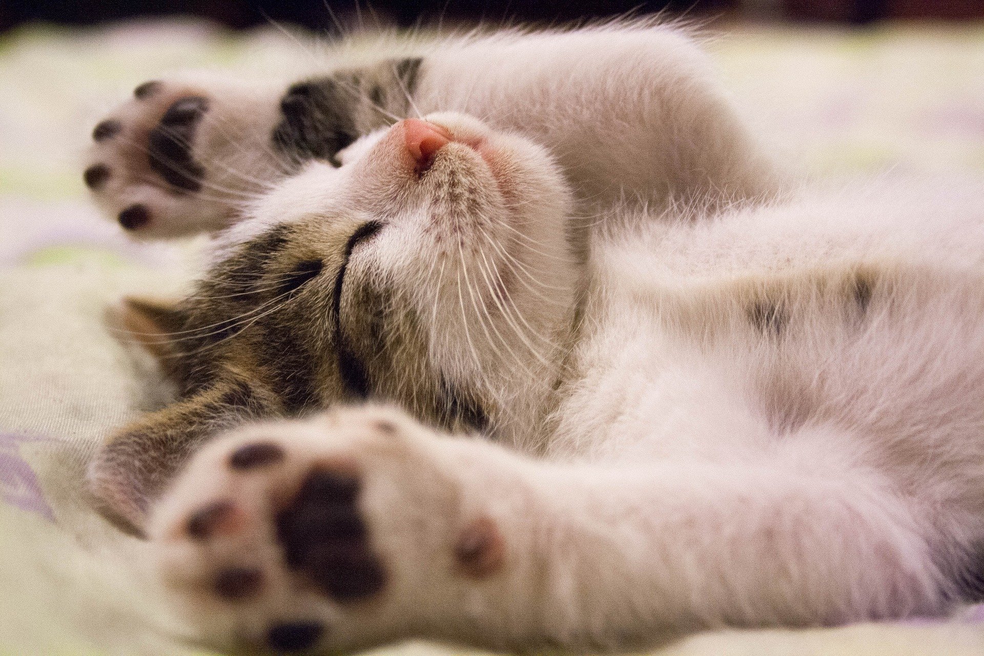 kitten sleeping upside down