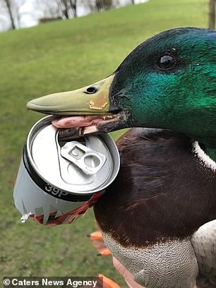 duck with bill caught in aluminum can