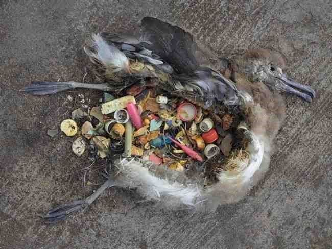 bird injured by litter