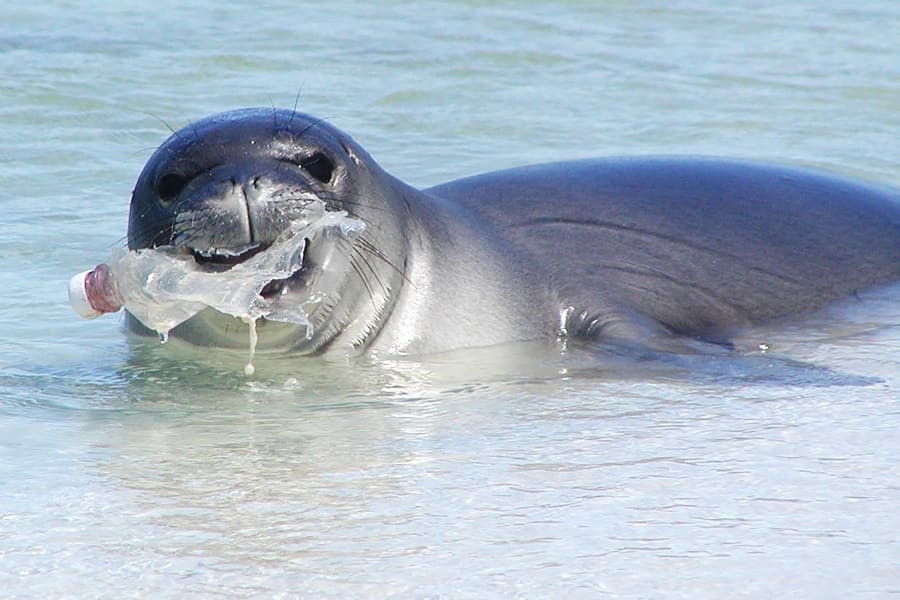 sea lion with litter in mouth