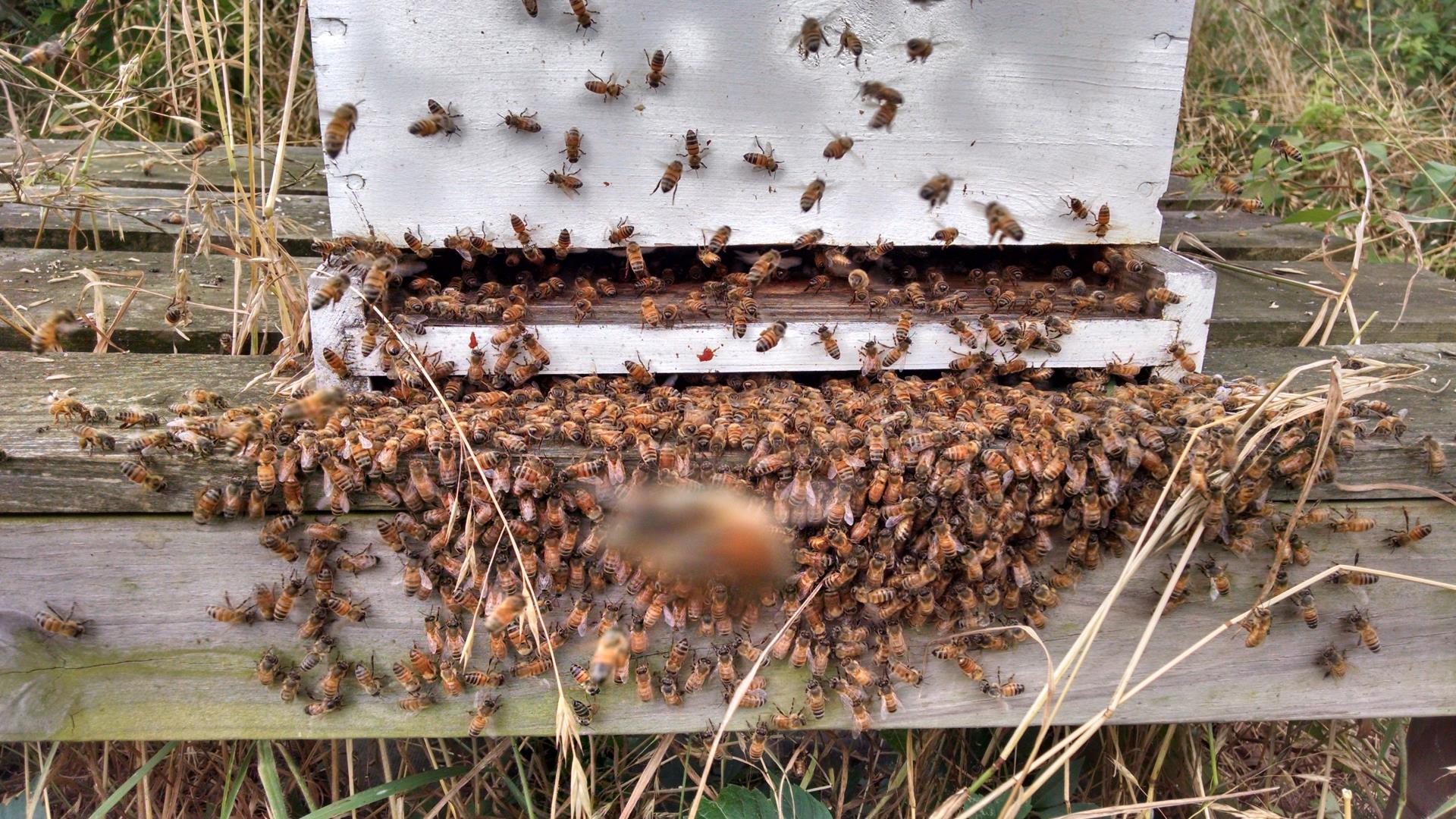 Active-Bees