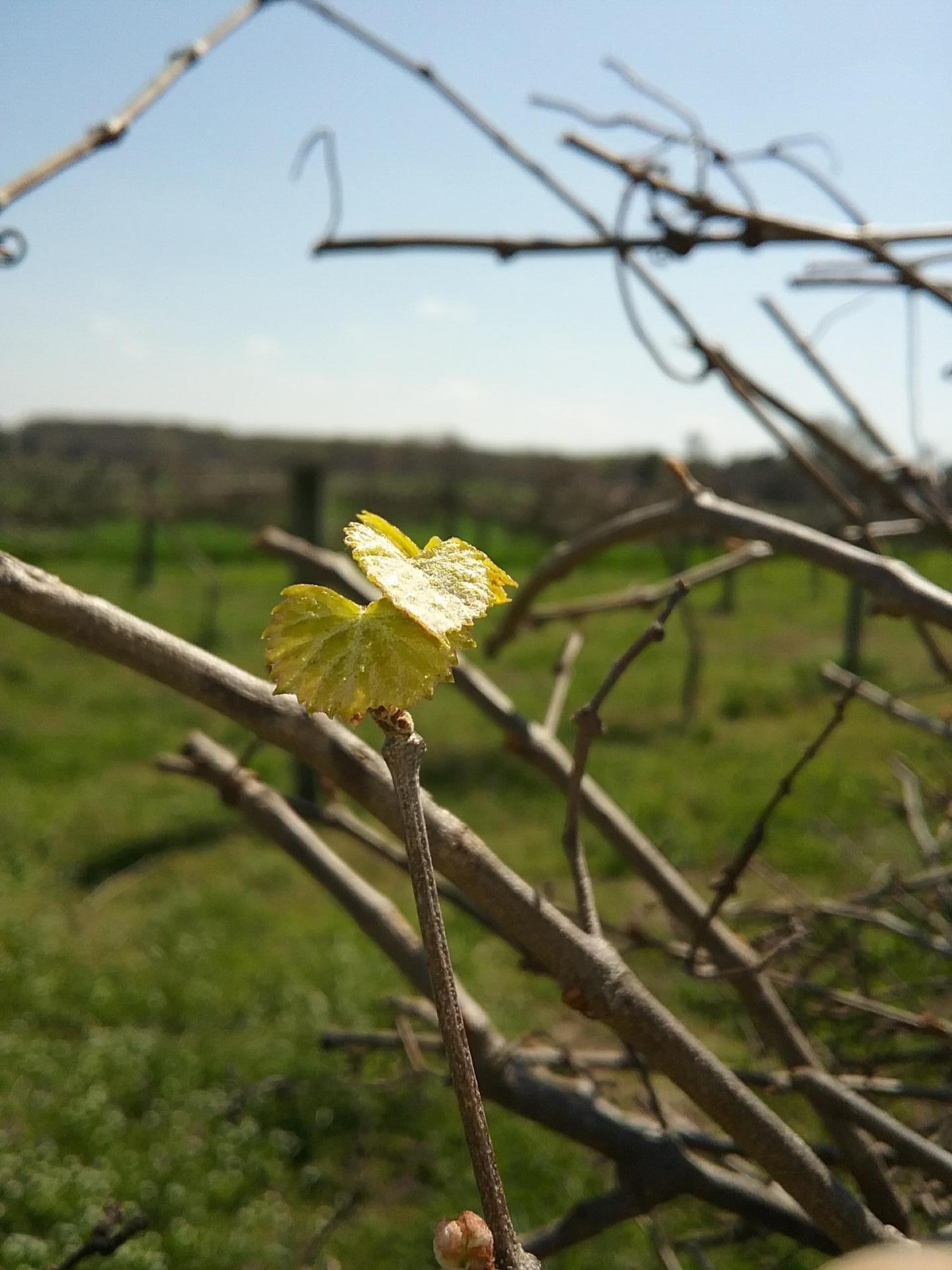 Vine-budding