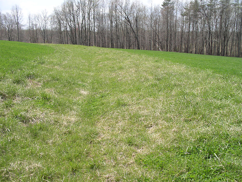 Green, grass covered field with a tree line in the background.