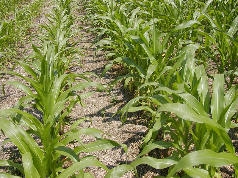 Rows of green corn stalks in a field.