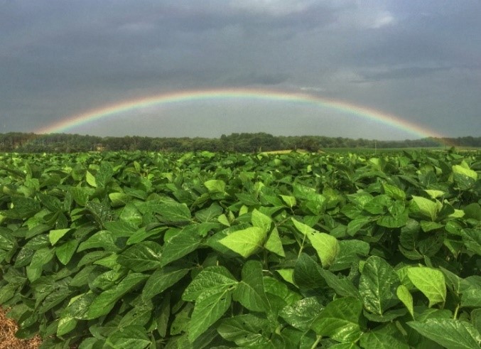 A green field with a rainbow arcing above